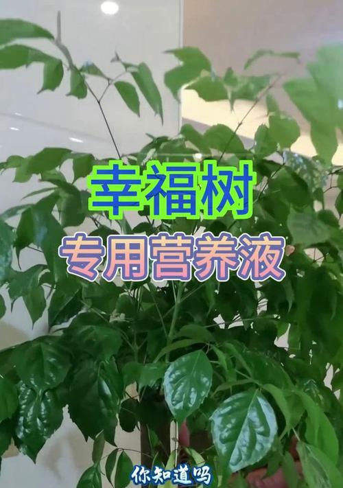 幸福树的正确养殖方法是什么？如何保持其健康？