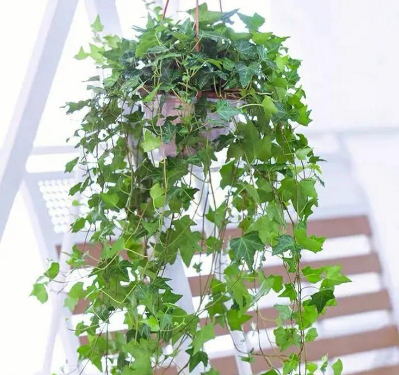 江户紫植物的养殖技巧和常见问题解答？