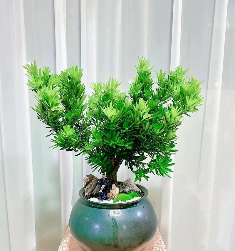 罗汉松盆景怎么养？日常护理有哪些技巧？
