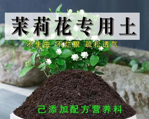茉莉花适合用什么土种植？如何选择适合茉莉花的土壤？