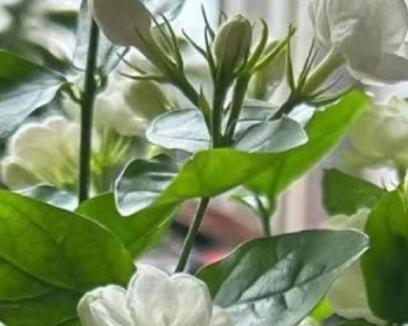 茉莉花适合用什么土种植？如何选择适合茉莉花的土壤？