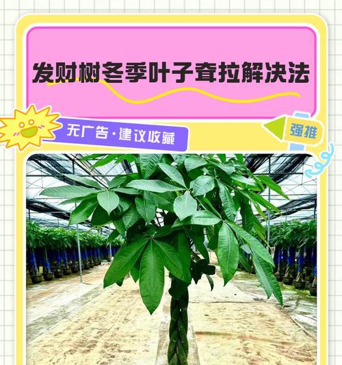 发财树冬季如何保暖？怎样防止冻害？