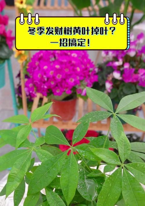 发财树冬季如何保暖？怎样防止冻害？