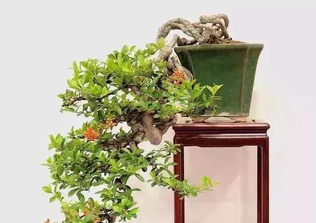 哪些树种适合制作叶片小的盆景？如何养护叶片小的树种盆景？
