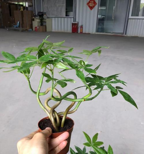 哪些树种适合制作叶片小的盆景？如何养护叶片小的树种盆景？