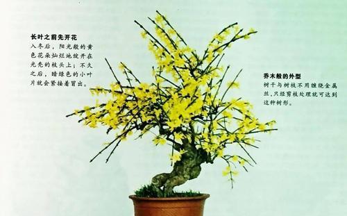 哪些树种适合制作叶片小的盆景？如何养护叶片小的树种盆景？