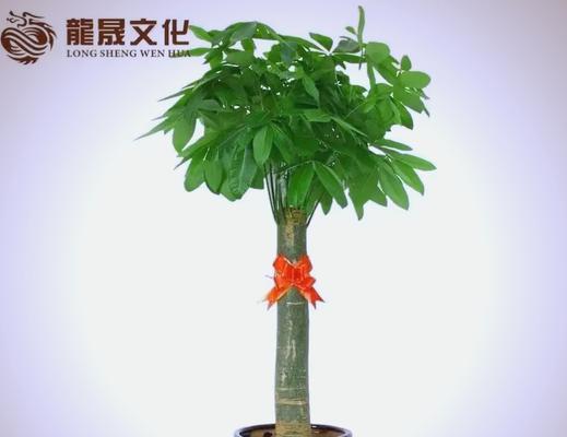 如何挑选健康的发财树？
