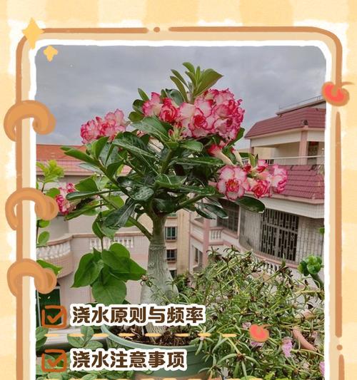 袖珍玫瑰的正确养护方法是什么？