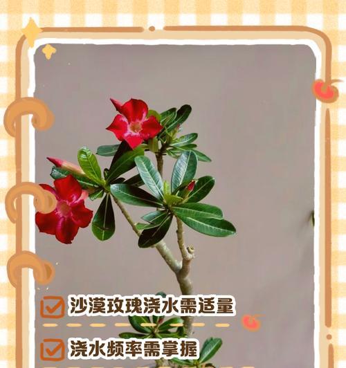 袖珍玫瑰的正确养护方法是什么？