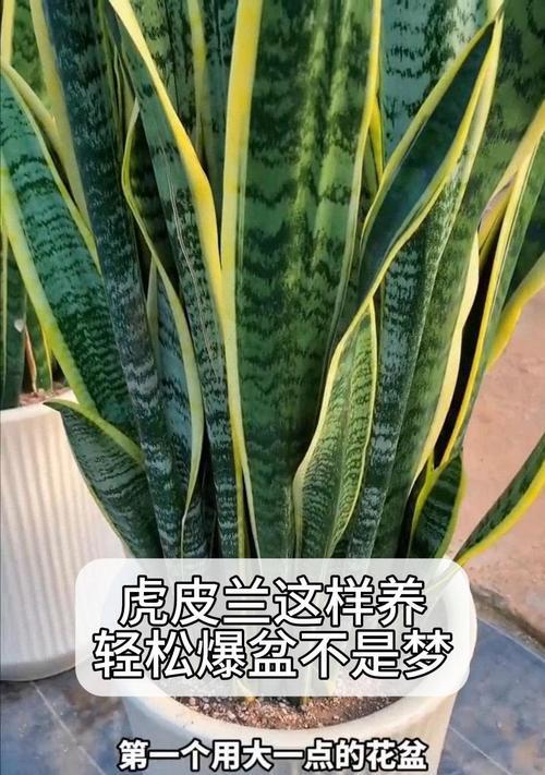 虎皮兰的养殖技巧和常见问题解答？