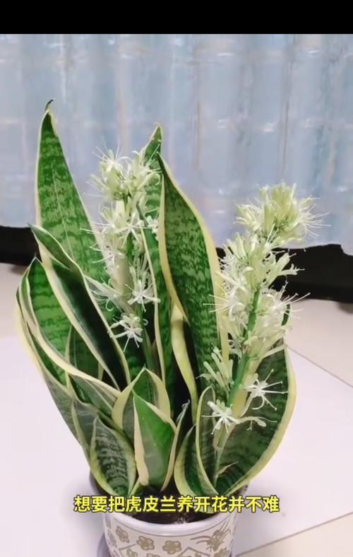 虎皮兰的养殖技巧和常见问题解答？
