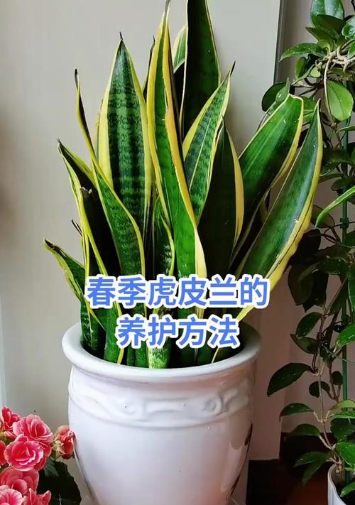 虎皮兰的养殖技巧和常见问题解答？