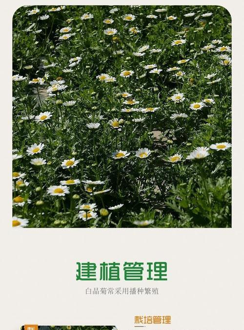 白晶菊播种的正确时间和方法是什么？