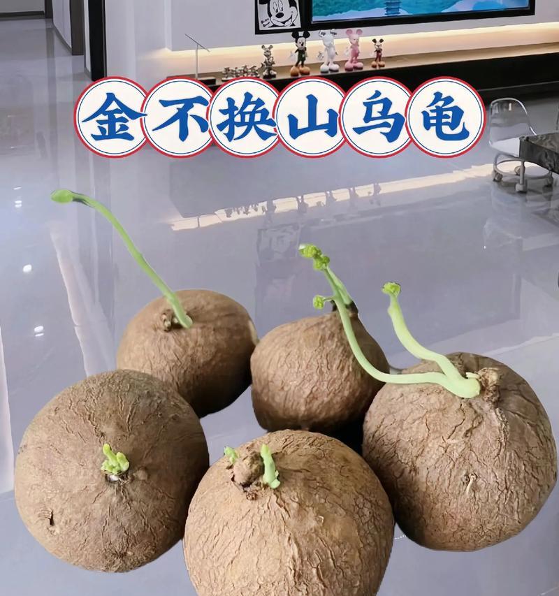 山乌龟怎么种？种植过程中需要注意什么？