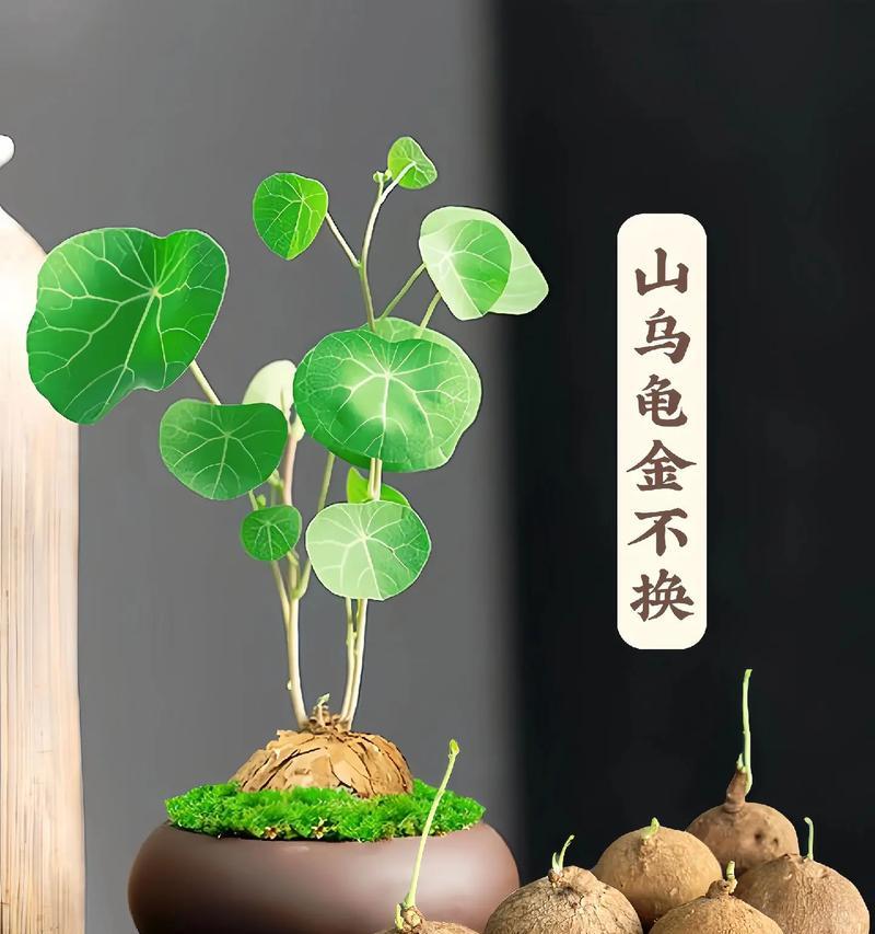 山乌龟怎么种？种植过程中需要注意什么？