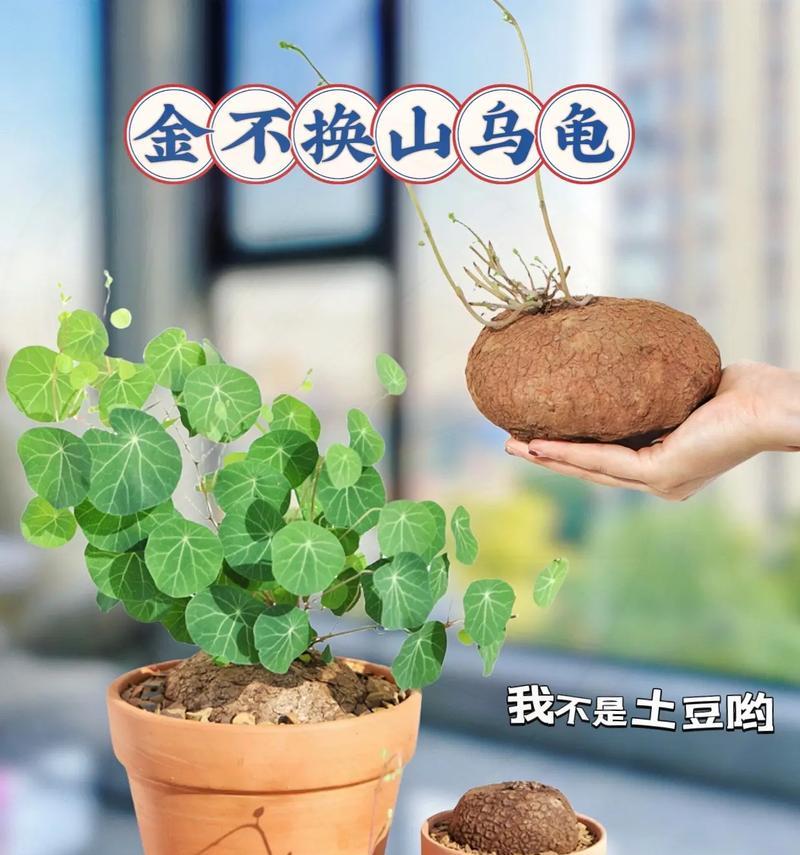山乌龟怎么种？种植过程中需要注意什么？