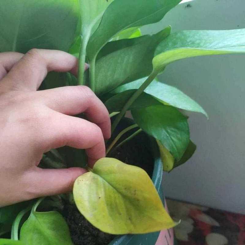 大叶绿萝黄叶是什么原因？如何有效处理？