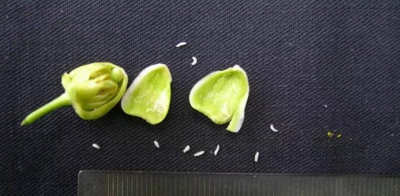 阳台盆栽土壤出现白蛆怎么办？有效防治方法是什么？