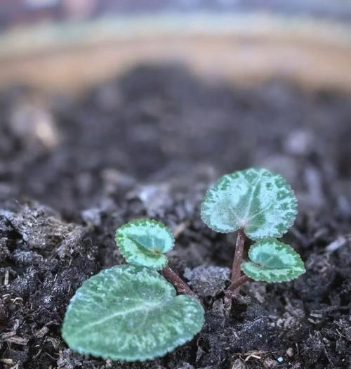 仙客来播种的最佳时间是什么时候？播种后如何照料？
