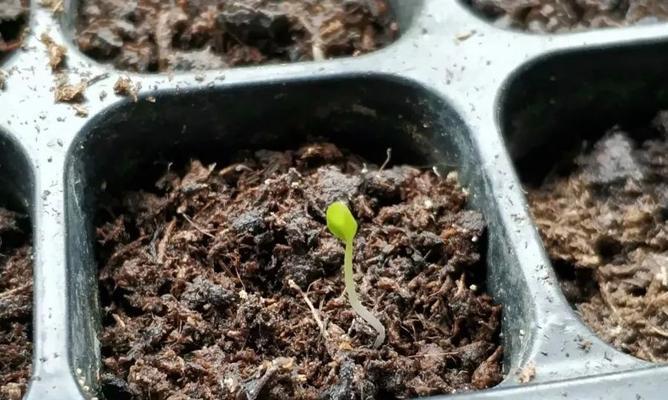 仙客来播种的最佳时间是什么时候？播种后如何照料？
