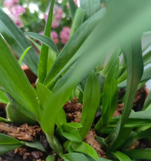 巧克力花植物的养护技巧有哪些？