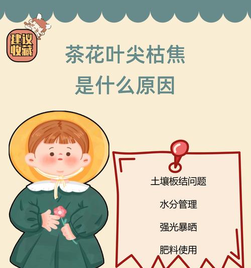茶花掉叶的原因及预防措施是什么?