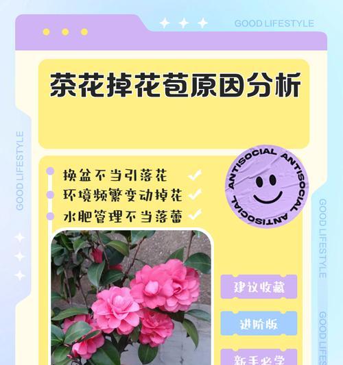 茶花掉叶的原因及预防措施是什么？