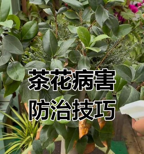 茶花掉叶的原因及预防措施是什么？