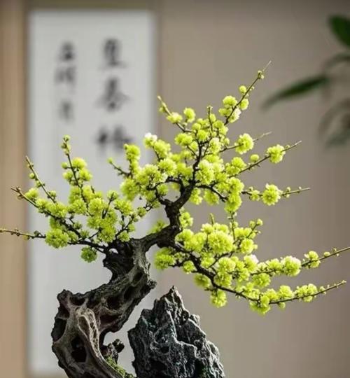 老桩盆栽的养护技巧有哪些？如何防止老桩盆栽病虫害？