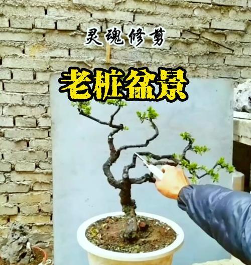老桩盆栽的养护技巧有哪些？如何防止老桩盆栽病虫害？
