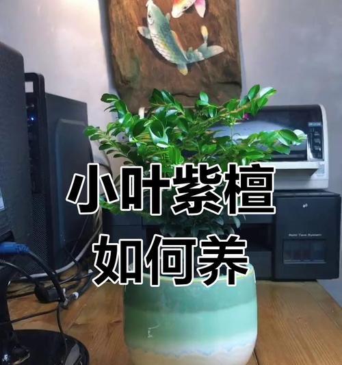 小叶紫檀的养护要点是什么？