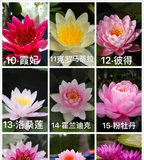 荷花有哪些常见品种？不同品种的荷花有何特点？