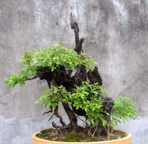 崖荆盆景什么样?崖荆盆景的养护和摆放技巧是什么?
