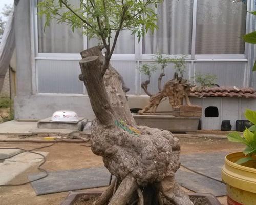 崖荆盆景什么样？崖荆盆景的养护和摆放技巧是什么？