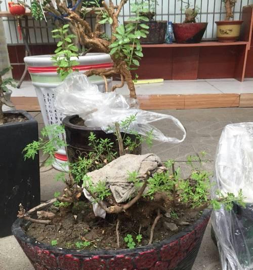 崖荆盆景什么样？崖荆盆景的养护和摆放技巧是什么？