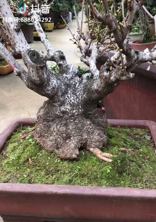 腊梅盆景疙瘩生长缓慢怎么办？如何促进腊梅盆景疙瘩快速生长？