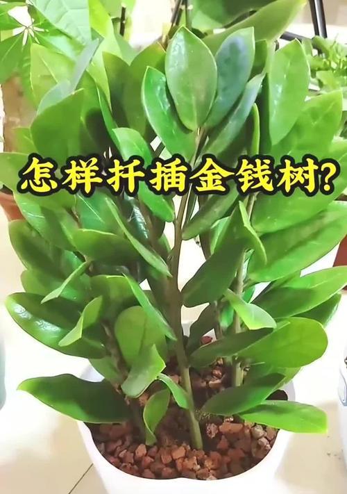 金钱树的繁殖方法有哪些？金钱树如何快速繁殖？