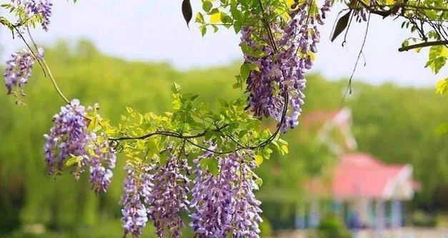 春季适合种植哪些花卉？如何挑选春季开花植物？