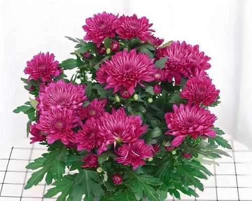 春季适合种植哪些花卉？如何挑选春季开花植物？