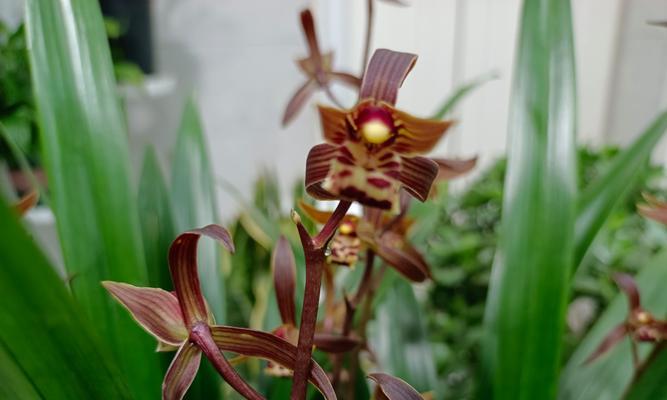 墨兰通常开什么颜色的花？墨兰的颜色种类有哪些？