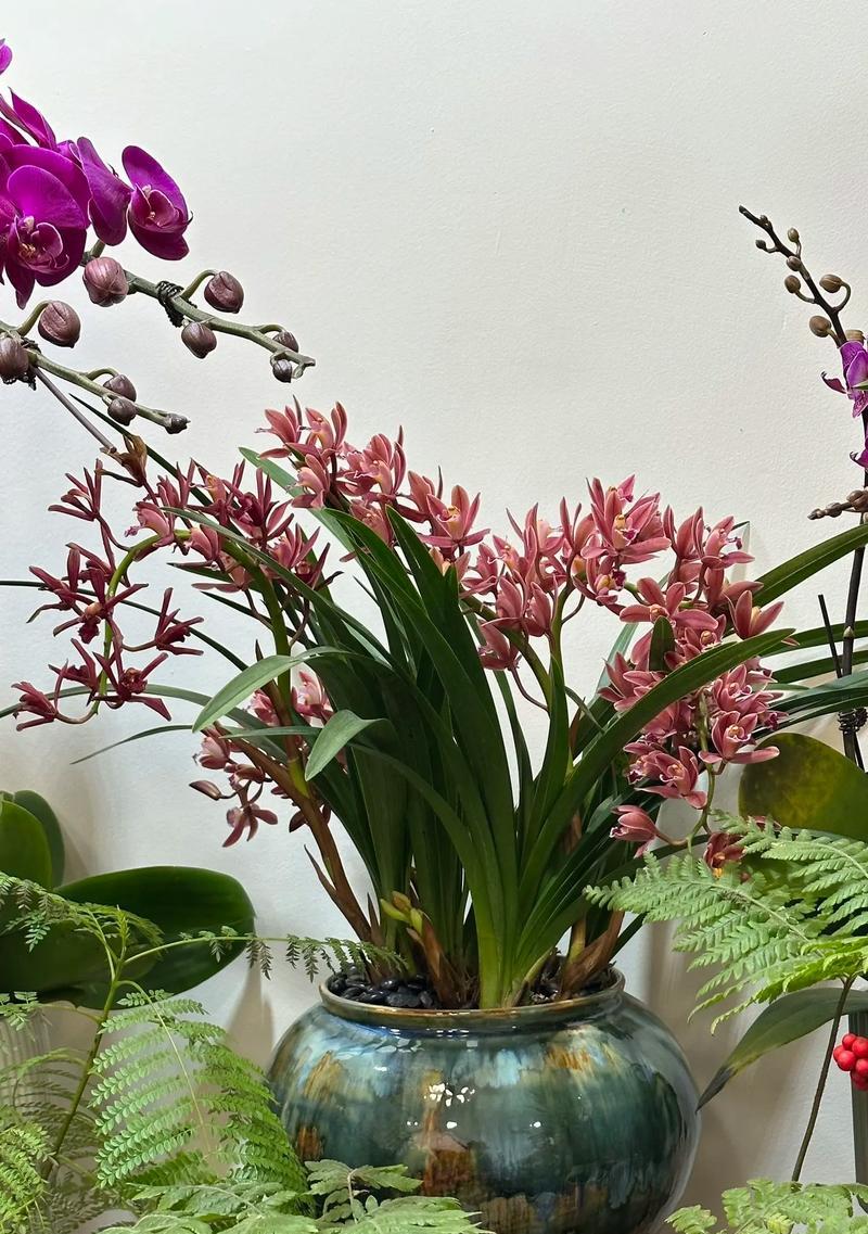 墨兰通常开什么颜色的花？墨兰的颜色种类有哪些？