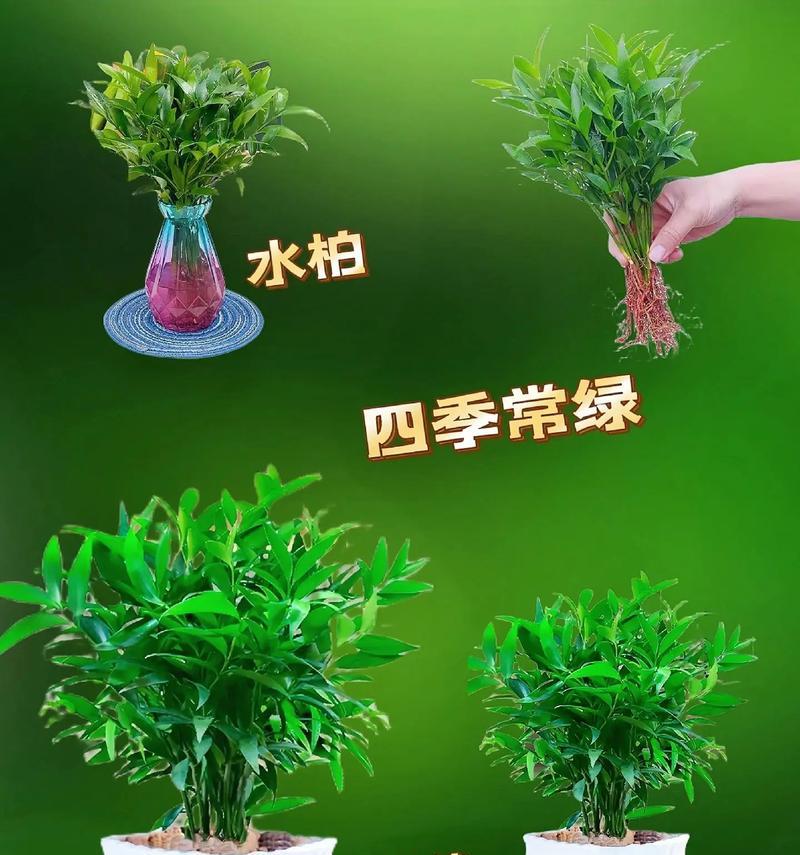水培太阳神植物的养护要点是什么？太阳神植物水培常见问题有哪些？