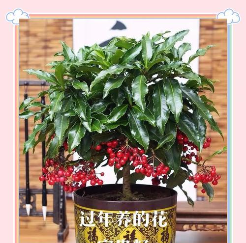 富贵籽怎么吃？富贵籽的食用方法和功效是什么？