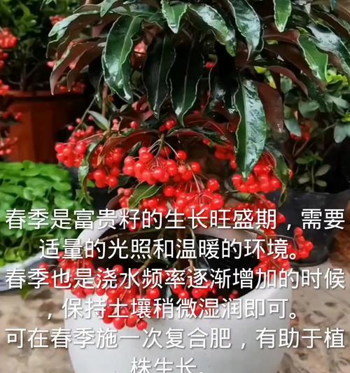 富贵籽怎么吃？富贵籽的食用方法和功效是什么？