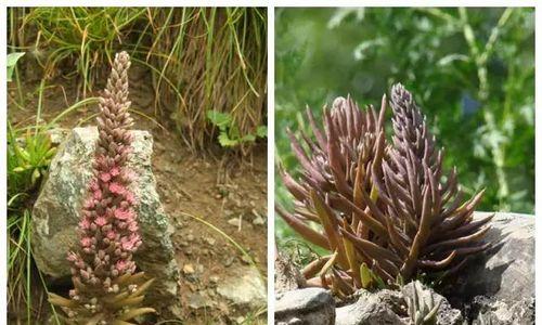 瓦松属多肉植物有哪些特点?如何区分瓦松属的不同多肉?