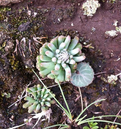 瓦松属多肉植物有哪些特点？如何区分瓦松属的不同多肉？