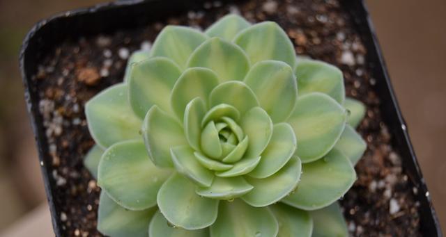 瓦松属多肉植物有哪些特点？如何区分瓦松属的不同多肉？