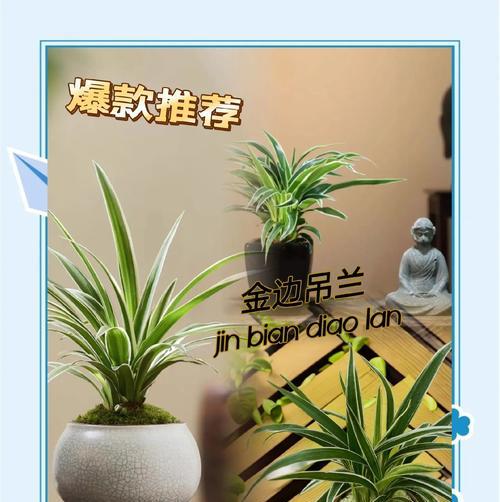 吊兰枯死的原因有哪些？如何预防吊兰枯死？