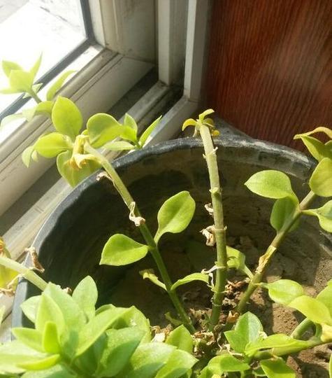 吊兰枯死的原因有哪些？如何预防吊兰枯死？
