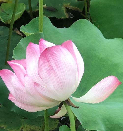 荷花兰怎么养？荷花兰的养殖技巧是什么？